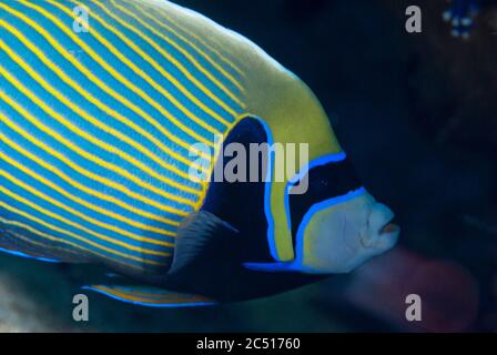 L'empereur Angelfish, l'imperméable de Pomacanthus, le site de plongée de Batu Kapal, Bandaneira, près de l'île de Banda, mer de Banda, Indonésie Banque D'Images