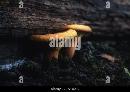 champignons dans la forêt. champignons magiques de fée. Banque D'Images