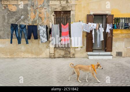 Corde à linge et chien en face de maisons typiques de la ville italienne du sud sur l'île de Sicile Banque D'Images
