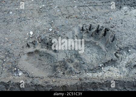 Traces fraîches d'ours brun dans les montagnes de Bieszczady. Pologne, Europe. Banque D'Images