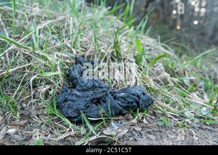 Des fientes d'ours brun frais (Ursus arctos) dans les montagnes de Bieszczady. Pologne, Europe. Banque D'Images