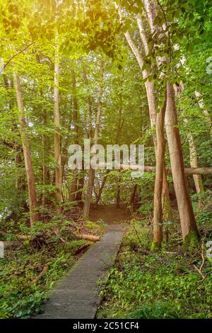 Sentier romantique à pied dans la forêt verte enchantée Banque D'Images
