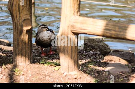 Un canard à l'ombre entre les sections d'une barrière en bois près d'un étang, un après-midi ensoleillé Banque D'Images