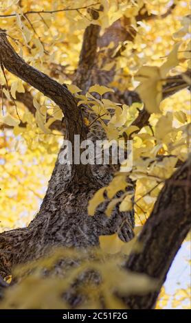 Vue sur le tronc d'un arbre de ginkgo entouré d'un feuillage jaune vif en automne Banque D'Images