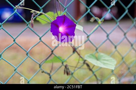 Une fleur de gloire du matin violette accrochée d'une vigne accrochée à une clôture en chaînette Banque D'Images