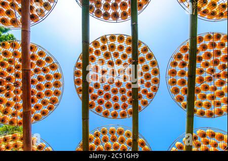 Faire du persimmon séché sous la lumière du soleil à taïwan Banque D'Images