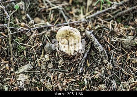 Boletus edulis, roi des champignons par excellence. Banque D'Images