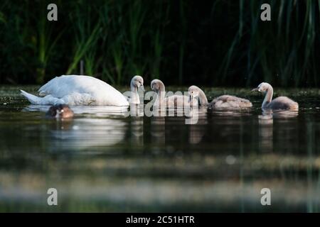 Famille de Mute Swan sur un terrain de nourrissage avec les jeunes à l'aube. Leur nom latin est Cygnus olor. Banque D'Images