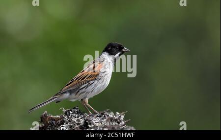 Banderole en roseau commune, Emberiza schoeniclus, assise avec un fond vert propre Banque D'Images