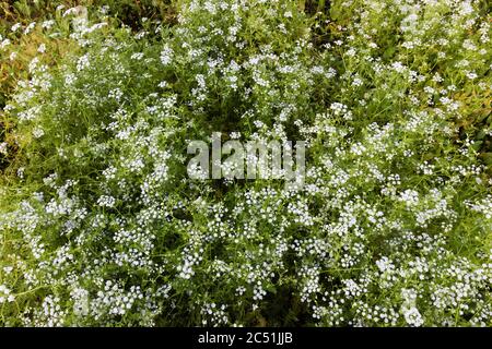 denses épaississement de fleurs marécagales Banque D'Images
