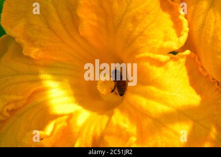 La fleur de la plante de citrouille est pollinisée par une abeille Banque D'Images