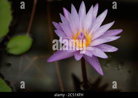 Fleur de nénuphar violet Banque D'Images