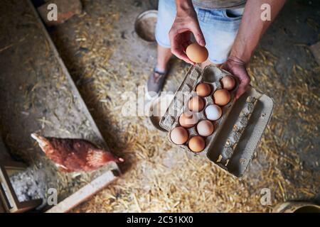 Homme collectant des œufs sur plateau dans une petite ferme biologique. Banque D'Images