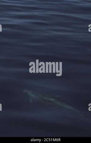 Gros plan sur les paisibles vagues de l'océan qui capturent le poisson Banque D'Images