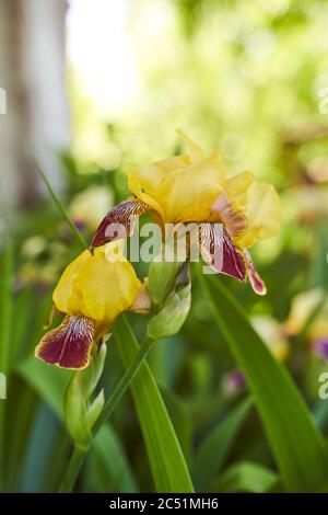 Fleur d'iris contre le vert. Gros plan. Photo de très haute qualité. Banque D'Images