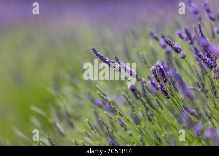 Un champ de lavande, avec le foyer sur une fleur Banque D'Images