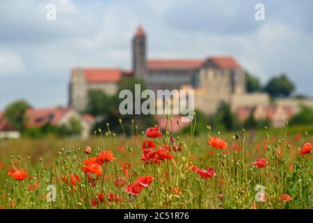 25 juin 2020, Saxe-Anhalt, Quedlinburg : les coquelicots fleurissent dans le jardin du monastère de Quedlinburg. Le jardin a une histoire de plus de 1,000 ans. En arrière-plan, vous pouvez voir le château et l'église du château. La façon dont le jardin peut être vu aujourd'hui a été planifiée par les architectes berlinois Paul von Zelevski et Gustav Volhammer. Après la dissolution du monastère, le jardin fut vendu et mis à l'usage commercial. Le jardin du monastère de Quedlinburg fait partie du réseau "Garden Dreams - Historical Parks in Saxe-Anhalt" qui voulait célébrer son 20e anniversaire cette année. Il comprend Banque D'Images