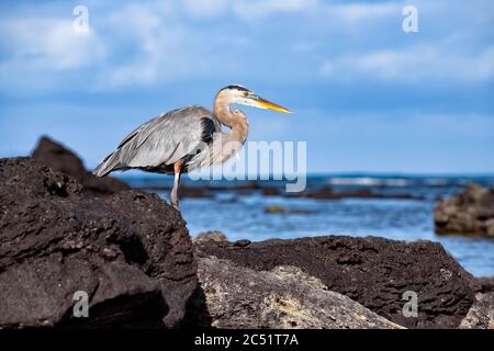 Heron debout sur un rocher à Playa de los Alemanes, île de Santa Cruz, Galapagos, Equateur Banque D'Images