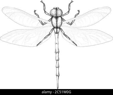 dragonfly sur fond blanc. Dessin au crayon libellule. Insecte ailé Illustration de Vecteur