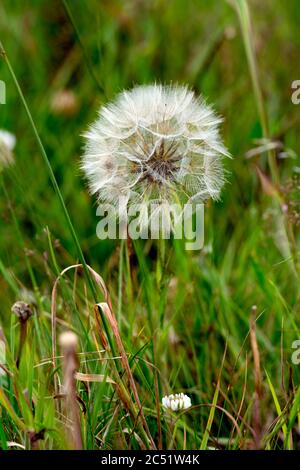 Tête de semence de barbes de chèvre (Tragopogon pratensis), terres de Sainte-Marie, (Lammas Field), Warwick, Warwickshire, Angleterre, Royaume-Uni Banque D'Images