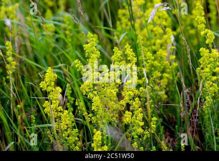 Lady's Bedwpaille (Galium verum), St. Mary's Lands, (Lammas Field), Warwick, Warwickshire, Angleterre, Royaume-Uni Banque D'Images