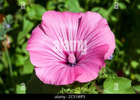 Malva une fleur d'été rose vif souvent appelée méche ou fromages Banque D'Images