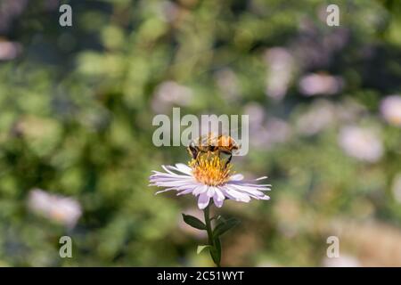 Cliché sélectif d'une abeille assise sur une camomille - parfait pour l'arrière-plan Banque D'Images