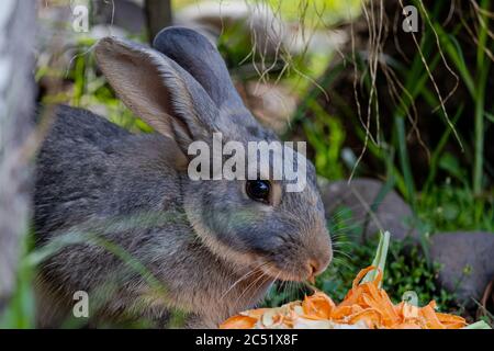 Gros plan sur un joli lapin qui mange des carottes un arrière-plan flou Banque D'Images