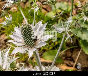 Fleur d'eryngium giganteum (fantôme d'argent) Banque D'Images