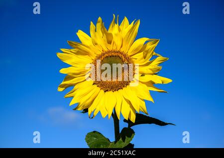 Tournesol contre un ciel bleu vif avec abeille bourdonnante et coléoptère de bouclier Banque D'Images