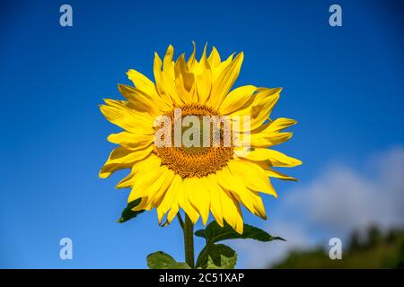 Tournesol contre un ciel bleu vif avec abeille bourdonnante et coléoptère de bouclier Banque D'Images