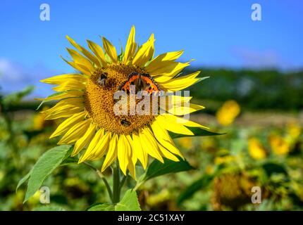 Tournesol unique contre un champ de tournesol avec abeille bourdonneuse et papillon Tortoiseshell Banque D'Images