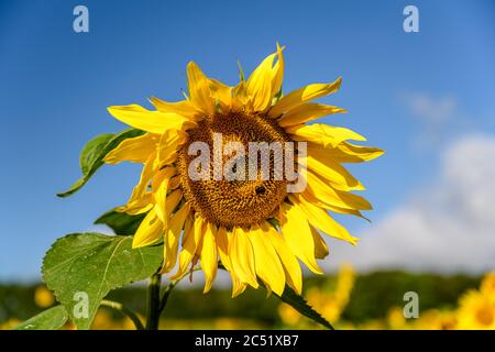 Tournesol à motif décalé contre un ciel bleu vif Banque D'Images