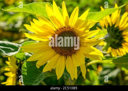 Tournesol avec lumière qui brille à travers les pétales Banque D'Images