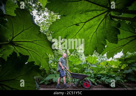 John Dunn, horticulteur principal, travaille dans les jardins du Royal Botanic Garden d'Édimbourg, en amont des jardins qui rouvrent au public le 1er juillet, alors que l'Écosse entre dans la deuxième phase de son plan en quatre étapes pour se détendre. Banque D'Images