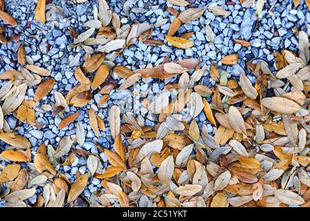Feuilles tombées sur un trottoir de galets Banque D'Images