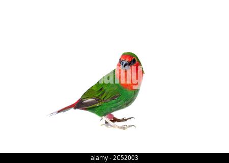 perroquet vert finch avec une queue rouge et tête d'un petit oiseau exotique isolé sur un fond blanc sur le thème de l'ornithologie vétérinaire avec un espace de copie Banque D'Images