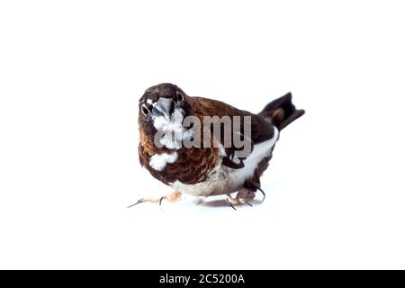 Oiseau de finch japonais avec des plumes brunes et blanches se trouve et regardant à cadre isolé sur un fond blanc, observation des oiseaux maquette vétérinaire ornitholog Banque D'Images