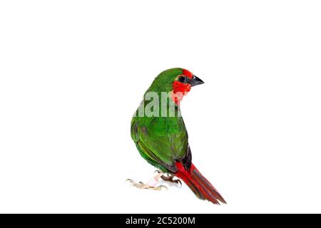 perroquet vert finch avec une queue rouge, un petit oiseau exotique isolé sur un fond blanc sur le thème de l'ornithologie vétérinaire avec un espace de copie. Banque D'Images