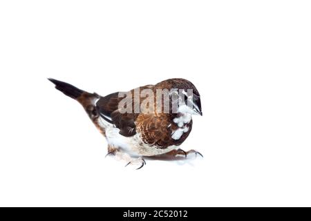 Oiseau de finch japonais avec des plumes brunes et blanches se trouve isolé sur un fond blanc, maquette vétérinaire thème ornithologie avec espace de copie. Banque D'Images