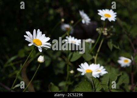 Soleil d'été brillant sur les grandes fleurs comme une Marguerite dans un bois britannique. Banque D'Images