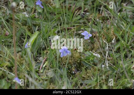 alto hirta petite fleur bleue protégée qui pousse dans les dunes Banque D'Images