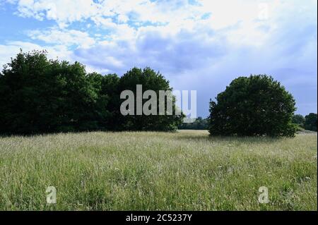 Foots Cray Meadows, réserve naturelle, Sidcup, Kent. ROYAUME-UNI Banque D'Images