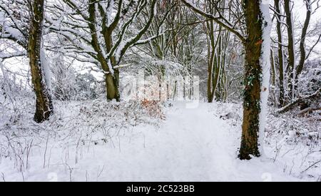 Snow laden chemin dans un beau bois dans la campagne anglaise Banque D'Images