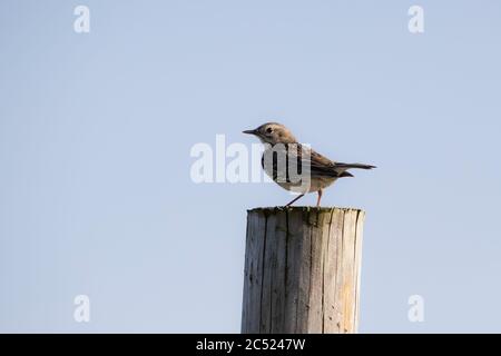 Un pré Pipit Anthus pratensis perçant sur une clôture en bois, en haut sur une lande ouverte, contre un ciel bleu dans le West Yorkshire UK Banque D'Images