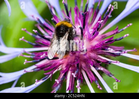 Bourdon sur fleur, centaurée bombus nourrissant nectar Banque D'Images