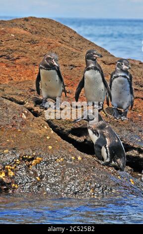 Pingouins Galapagos, île Bartolomé, Équateur Banque D'Images