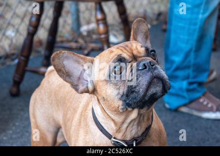 Le chien de taureau français aux yeux tristes regarde de manière prolongée. Banque D'Images