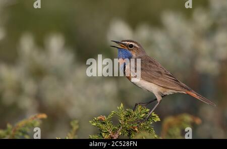 Bluethroat, Luscinia svecica, chant de Juniper Banque D'Images