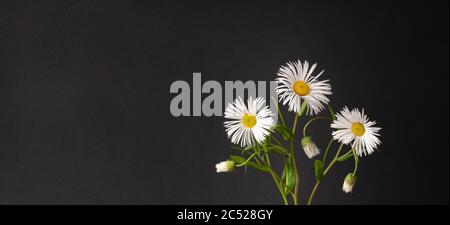 marguerites blanches sur fond noir. beau bouquet de fleurs dans un vase. vertical simple, élégant et audacieux encore la vie. Banque D'Images